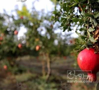 فروش انار