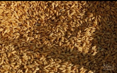 فروش گندم