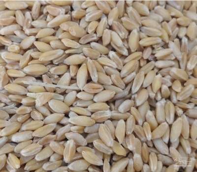 فروش گندم آبی