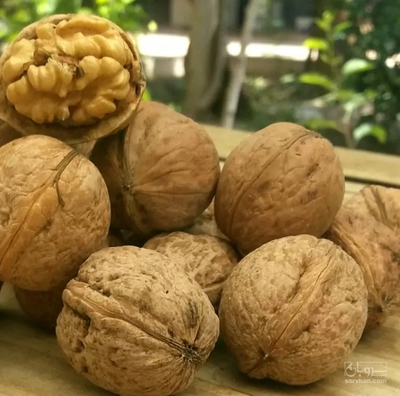 فروش گردو