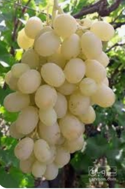فروش انگورفخری