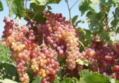 فروش انگوریاقوتی