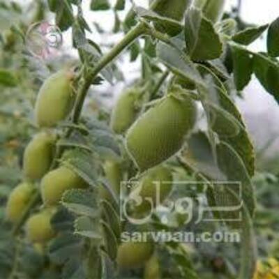 فروش نخود