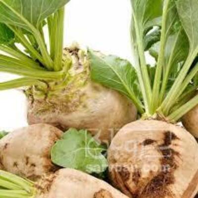 فروش چغندر قند