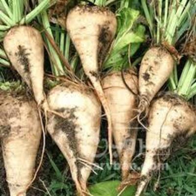 فروش چغندر قند