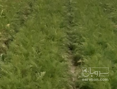 فروش هویج هکتاری