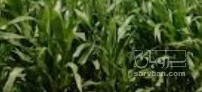 فروش چاپر ذرت - سیلاژ ذرت