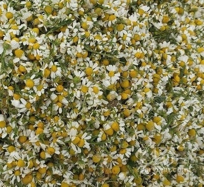 فروش بابونه (گیاه‌ دارویی)