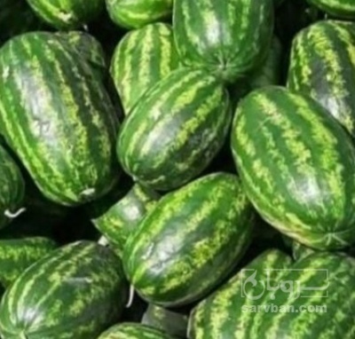 فروش هندوانه بیضی