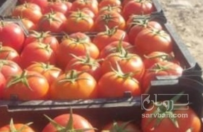 فروش گوجه فرنگی بروبیو