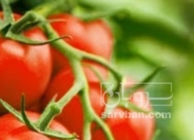 فروش گوجه فرنگی 4129