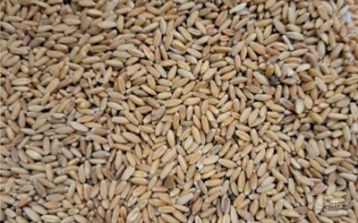 فروش گندم