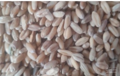فروش گندم دیم