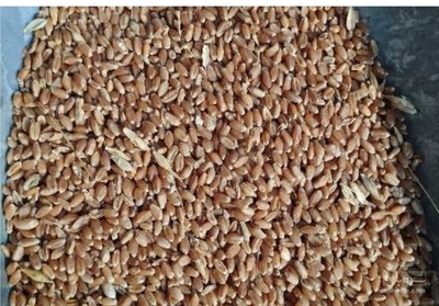 فروش گندم دیم