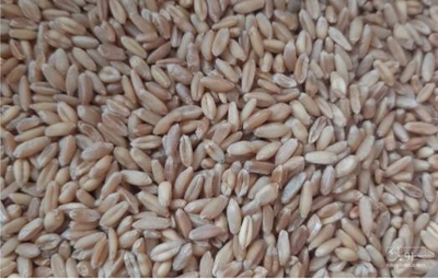 فروش گندم آبی