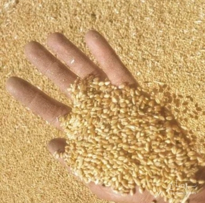 فروش گندم آبی