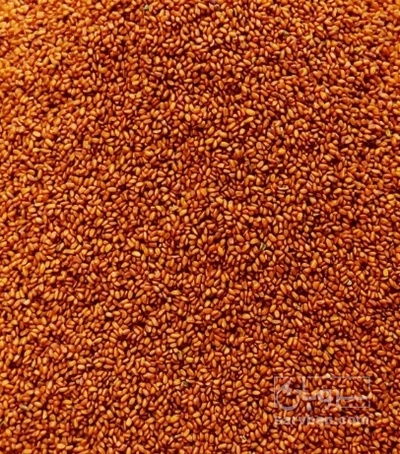 فروش خاکشیر (گیاه‌ دارویی)