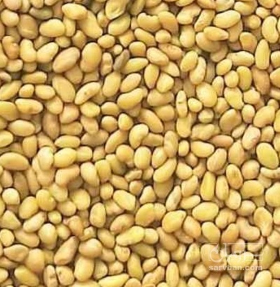 فروش بذر یونجه