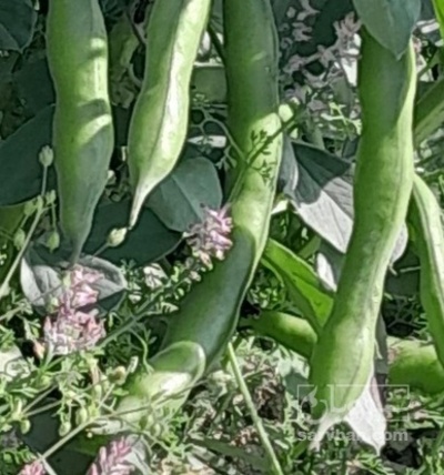 فروش باقلا تازه - باقالی - باقالا