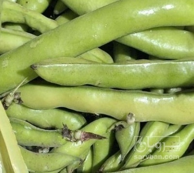 فروش6نی باقلا تازه - باقالی - باقالا