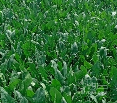 فروش اسفناج