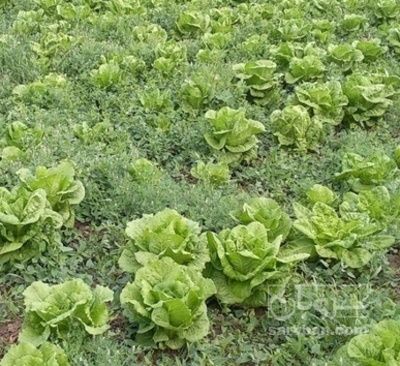 فروش کاهو ایرانی - رومانو