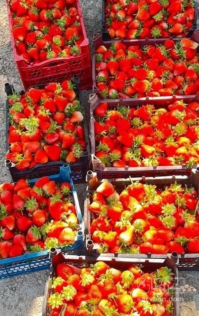 فروش توت فرنگی