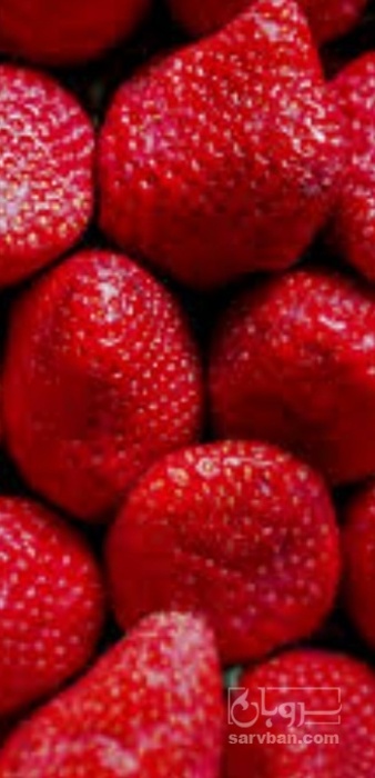 فروش توت فرنگی