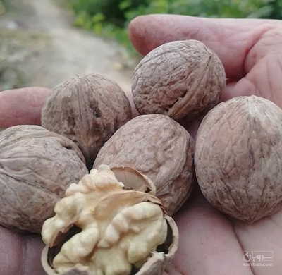 فروش گردو کاغذی