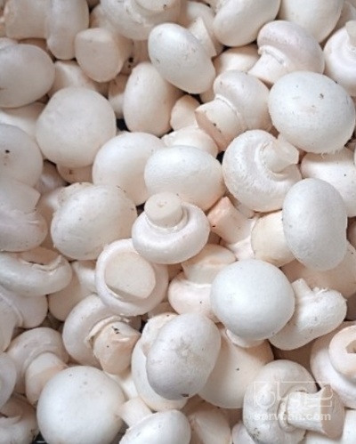 فروش قارچ دکمه ای