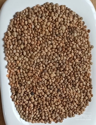 فروش عدس آشی