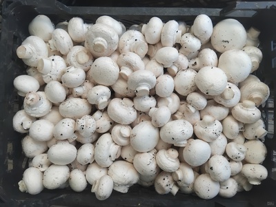 فروش قارچ دکمه ای