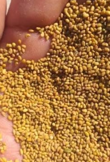 فروش بذر یونجه