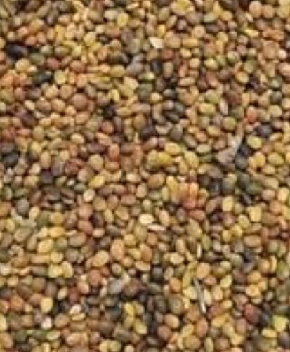 فروش بذر شبدر