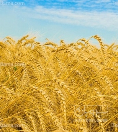 فروش گندم