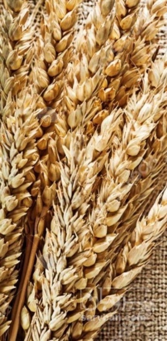 فروش گندم