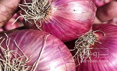 فروش پیاز قرمز