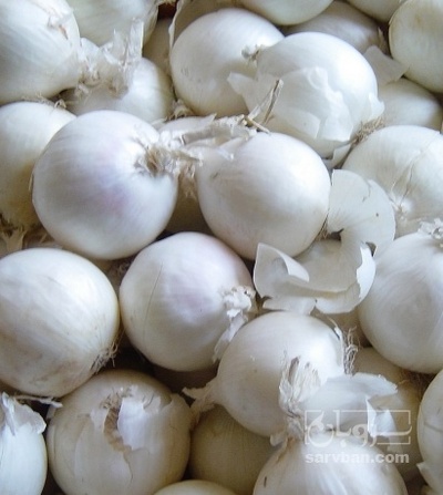 فروش پیاز سفید