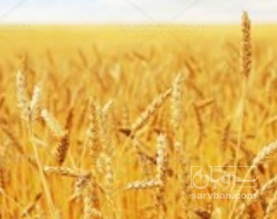 فروش گندم