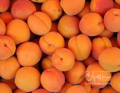 فروش زردآلو