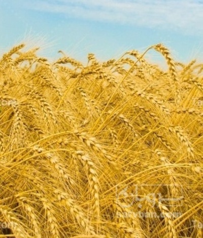 فروش گندم