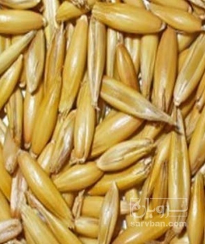 فروش جو