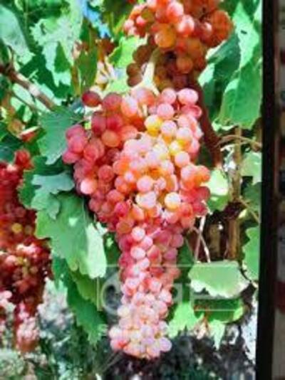 فروش انگور بی دانه قرمز