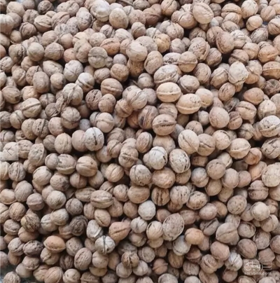 فروش گردو