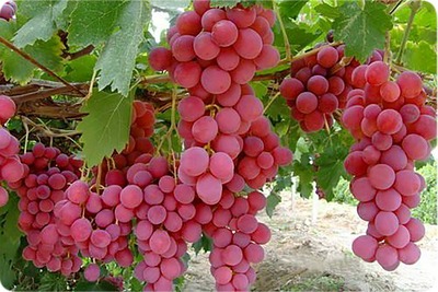 فروش انگور یاقوتی