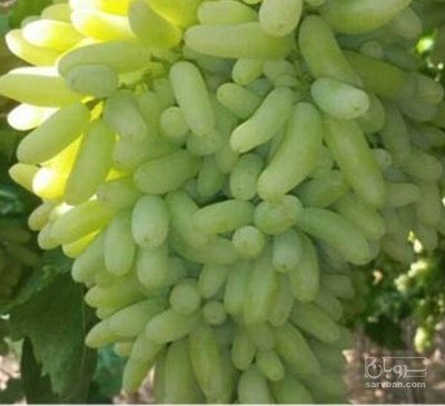 فروش انگور عسگری