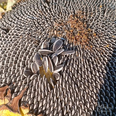 فروش بذر آفتابگردان