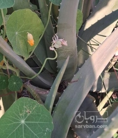 فروش آلوئه ورا (گیاه‌ دارویی)