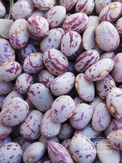 فروش لوبیا چیتی