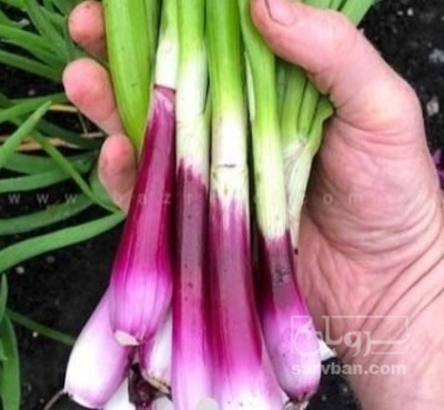 فروش پیازچه